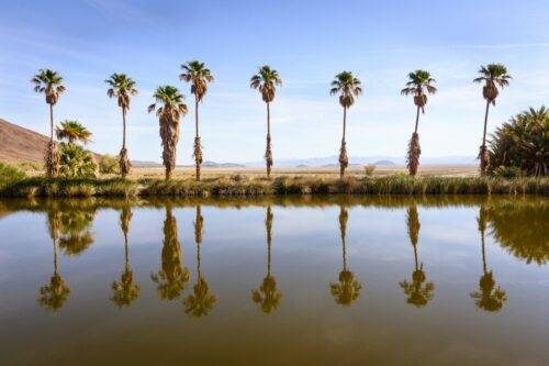 green coconut trees near lake during daytime